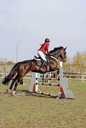 БЕЗОПАСНАЯ КОБЫЛА