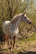 Чубарая кобыла