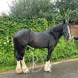 Кобыла шайра