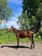 Кобылка в любую дисциплину 