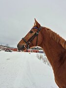 Тракененский жеребец