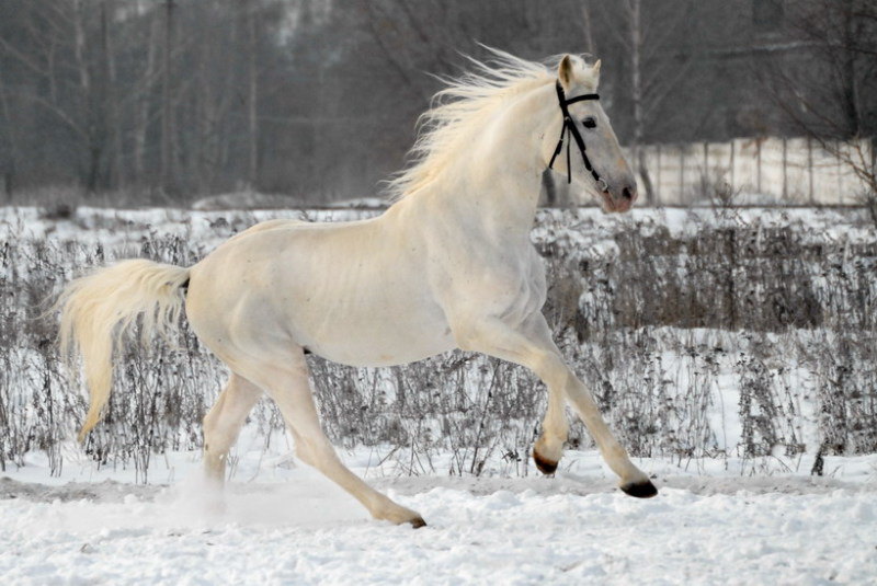 Снежок