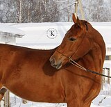 КОБЫЛА 3 ГОДА 164 СМ В ХОЛКЕ