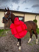 KWPN ЖЕРЕБЕЦ 2 ГОДА