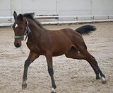 КОБЫЛА KWPN 2025 ГОДА