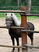 АМНА - КСК Созидатель