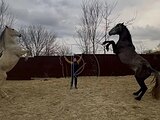 ЗНАЕТ МНОГО ТРЮКОВ