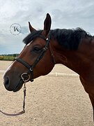 МЕРИН 6 ЛЕТ 180 СМ В ХОЛКЕ