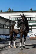 импорт из Германии выезка