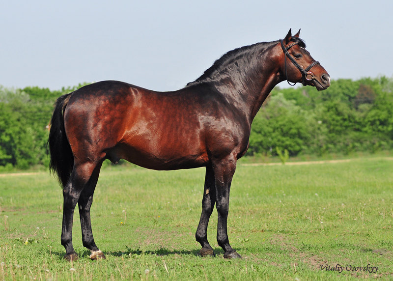 Kvarts 1995 (Razbor - Copia - Igrok),  Father of Inspector, Tugrik. Owner: Kharkov stud farm. Ukraine 