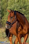Молодой мерин в спорт 