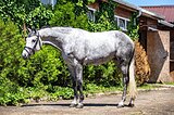 Вестф. конкурная кобыла