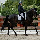 МЕРИН 9 ЛЕТ 180 СМ В ХОЛКЕ