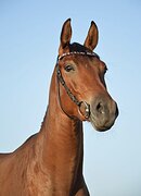 МОЛОДАЯ КОБЫЛА В КОНКУР