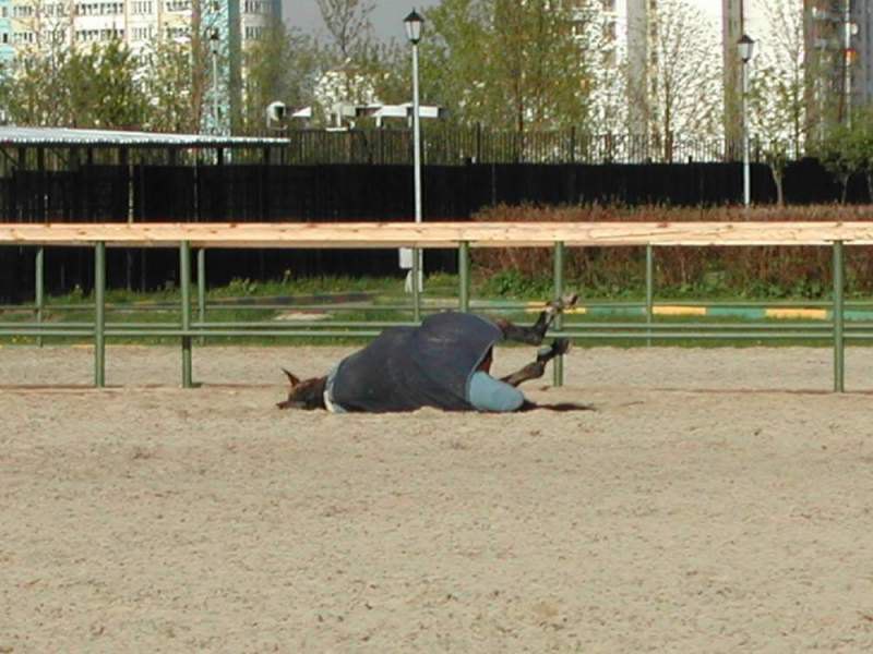 Прямо в попоне!!!