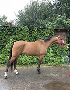 МОЛОДОЙ МЕРИН