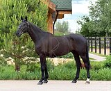 Жеребец в конкур