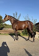 Молодая кобыла