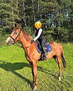 Мерин