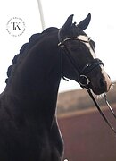 ПРИВЕЗЕН ИЗ ГОЛЛАНДИИ 