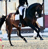 Тренеровки по выездке