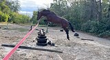 тракен в спорт