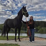 ВОРОНОЙ ЖЕРЕБЕЦ 6 ЛЕТ