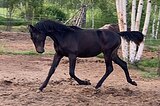Жеребчик РВП