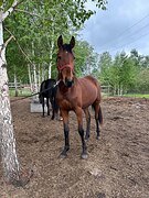 Спортивная помесь, кобылка