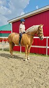 Белорусская упряжная кобыл