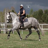 АНДАЛУЗСКАЯ КОБЫЛА 7 ЛЕТ 