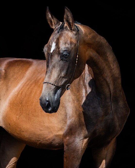 новогодние открытки с лошадьми. год лошади. год лошади знак зодиака. 2021 год лошади. 2021 год лошади.