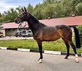 В СПОРТ / РАЗВЕДЕНИЕ