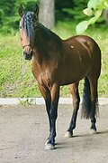 Мерин под ребенка/начинающ