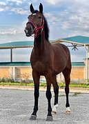 Мерин в выездку 