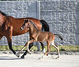 Молодой кросс-андалуз