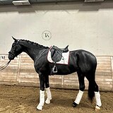 МЕРИН  4 ГОДА 183 СМ В ХОЛКЕ 