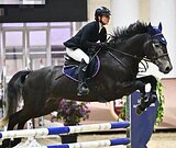 ЖЕРЕБЕЦ ТРАКЕНЕНСКОЙ ПОМЕС