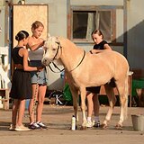 ПЕРСПЕКТИВНЫЙ ЖЕРЕБЕЦ