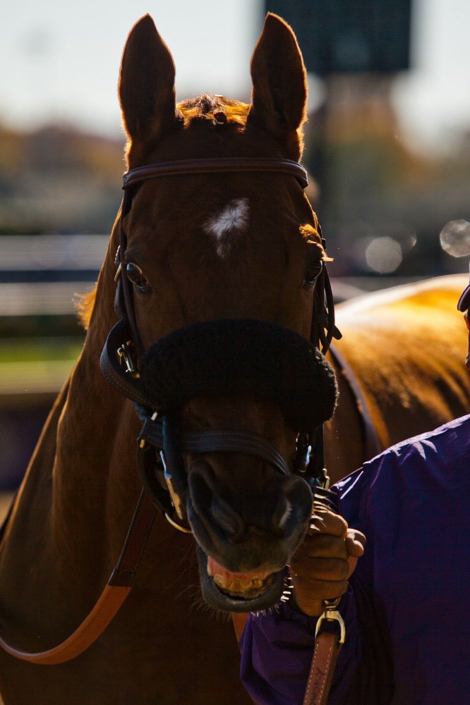 Ипподром Churchill Downs 2011 год, скачка Breeders' Cup Turf Sprint - Gr. 2