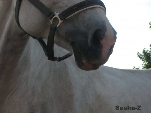 Pink nose of grey horse=)