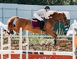 МЕРИН В КОНКУР 