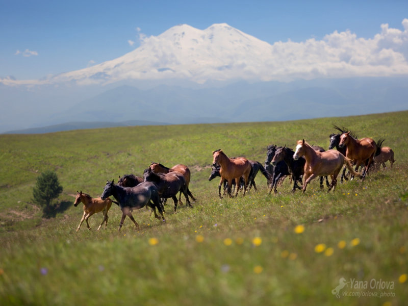 Табун карачаевских лошадей и седой Эльбрус
