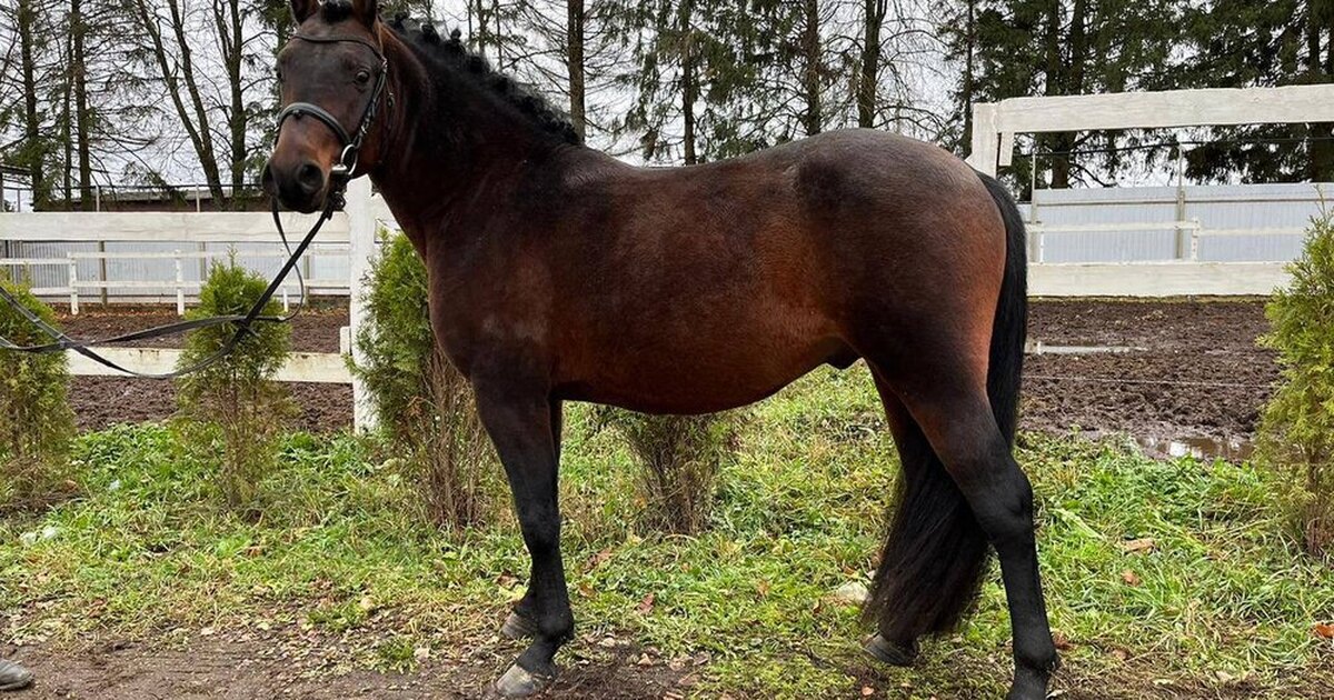 Конный спорт тв