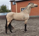 МОЛОДОЙ АНДАЛУЗ