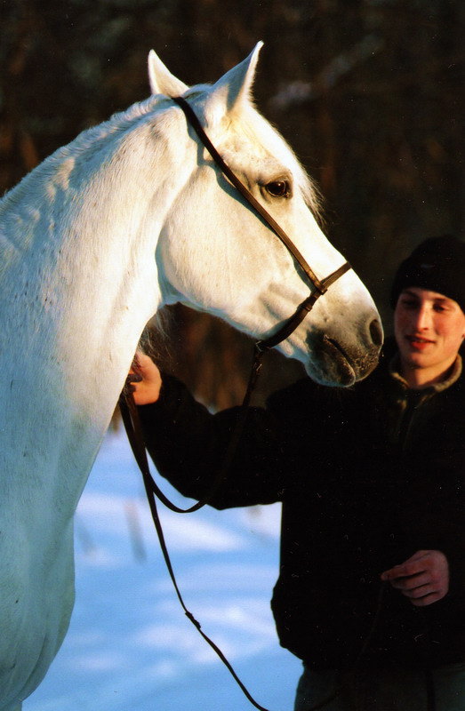 Белоснежно-нежная лошадь... удивительное животное...