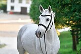Кобыла пони класс
