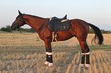 тракен в спорт