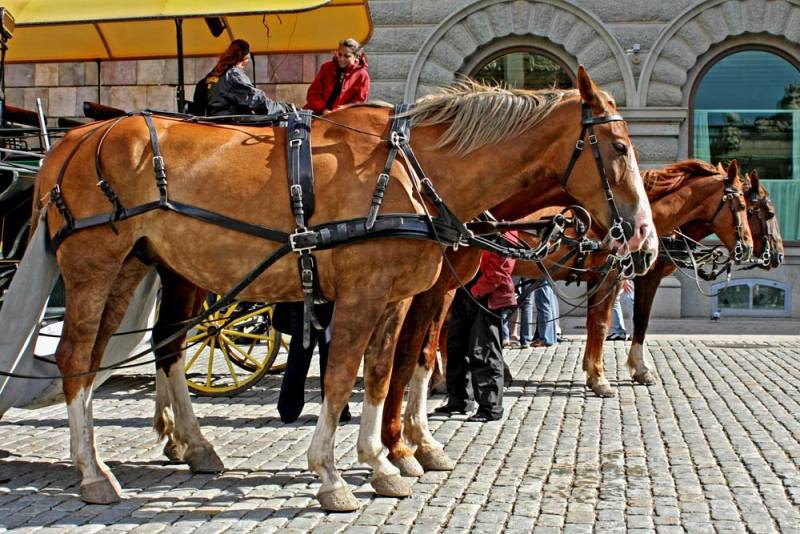 В Швеции встретились эти лошадки - очень рослые, однотипные, что за порода - не знай... Кто знает, поделитесь