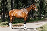 Мерин в выездку 